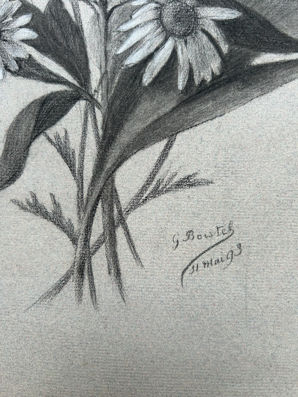 G. Boistel French Pencil Drawing Wild Flowers Daisies Dated 1893 Botanical5