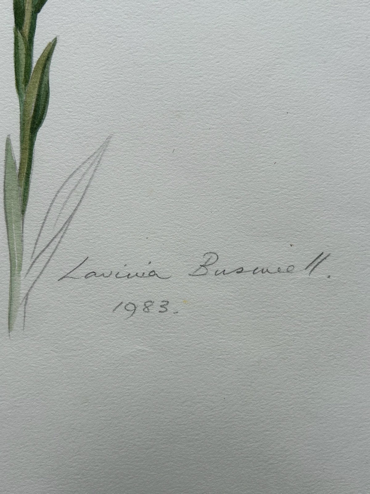 Botanical Watercolour Lilium Candidum Madonna Lily Signed Lavinia 19836