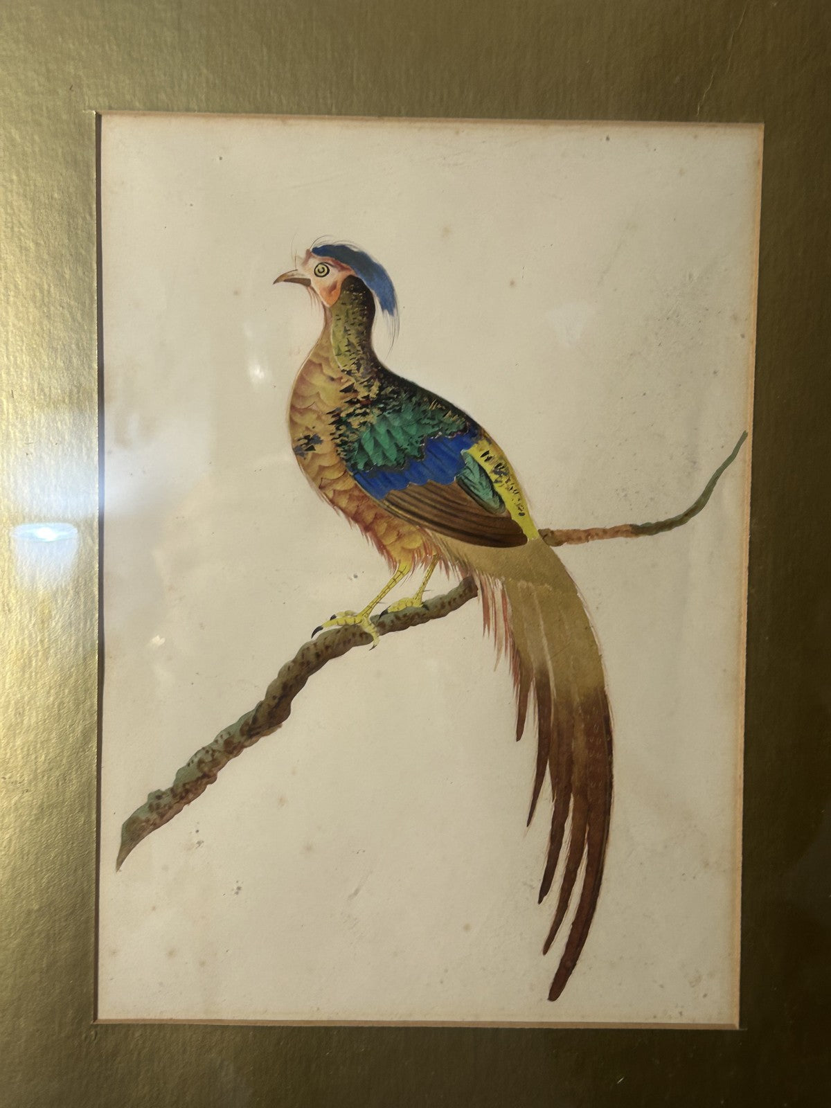 Antique Watercolour Golden Pheasant Painting in Gilt Frame c.1900