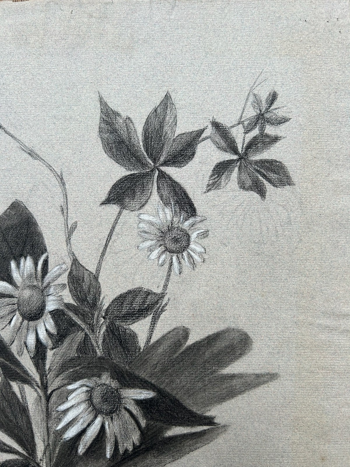 G. Boistel French Pencil Drawing Wild Flowers Daisies Dated 1893 Botanical4