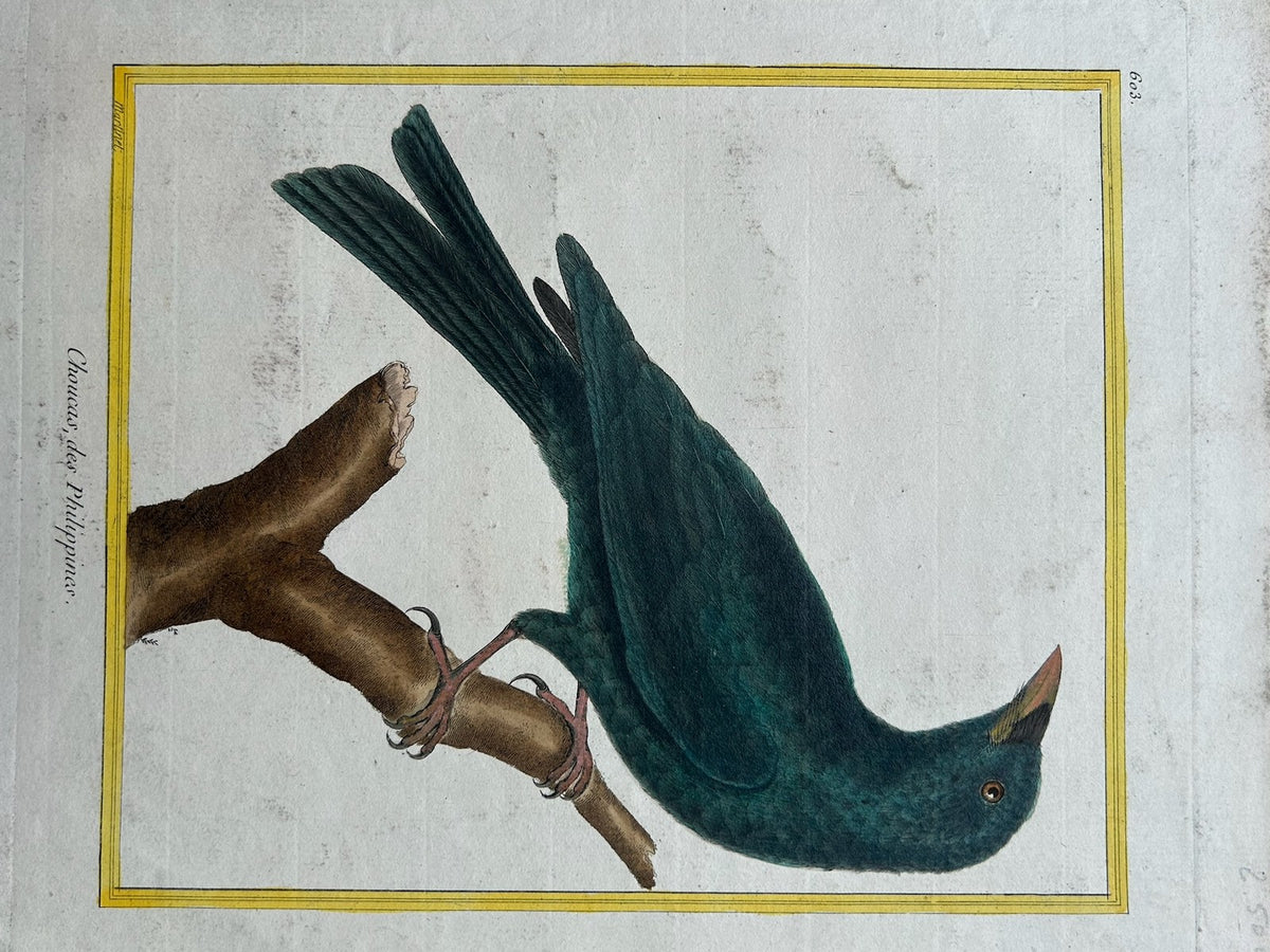 Martinet Hand Coloured Engraving Choucari des Philippines Buffon Plate 603 Bird2