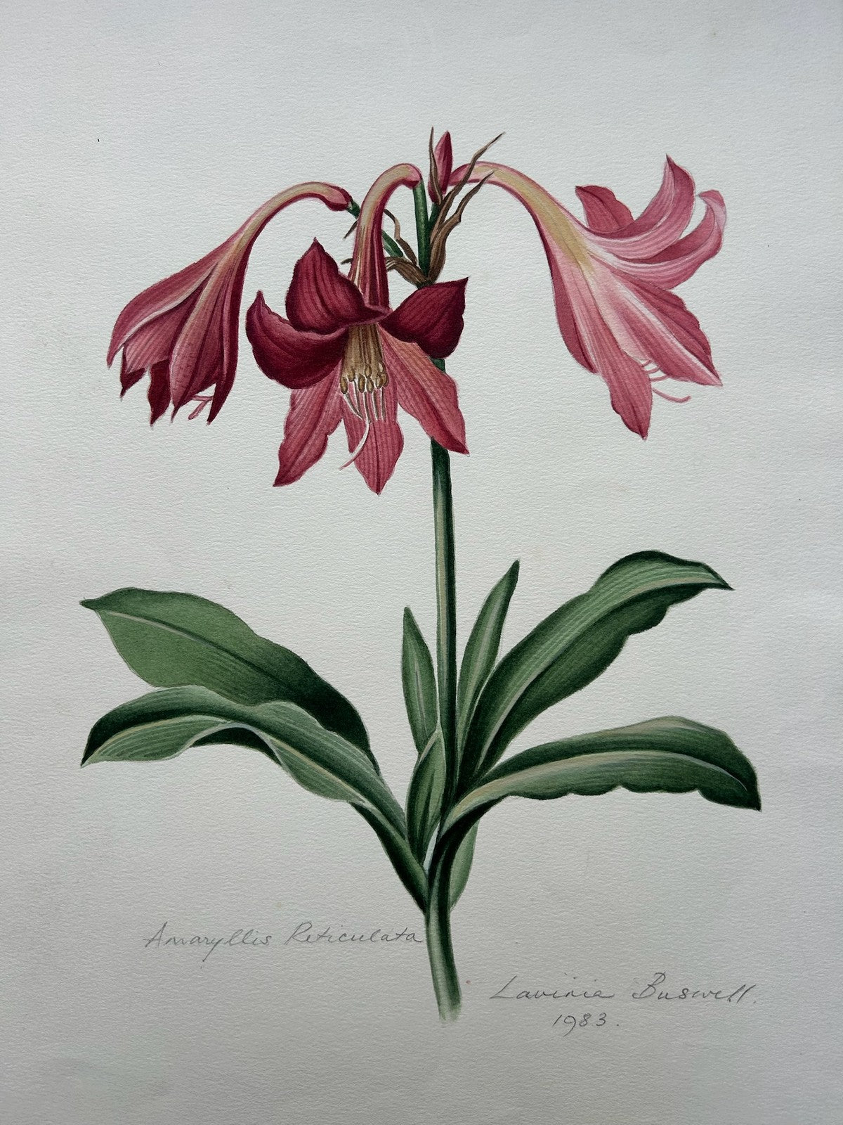 Botanical Watercolour Amaryllis Reticulata Signed Lavinia 1983 Flower Study1