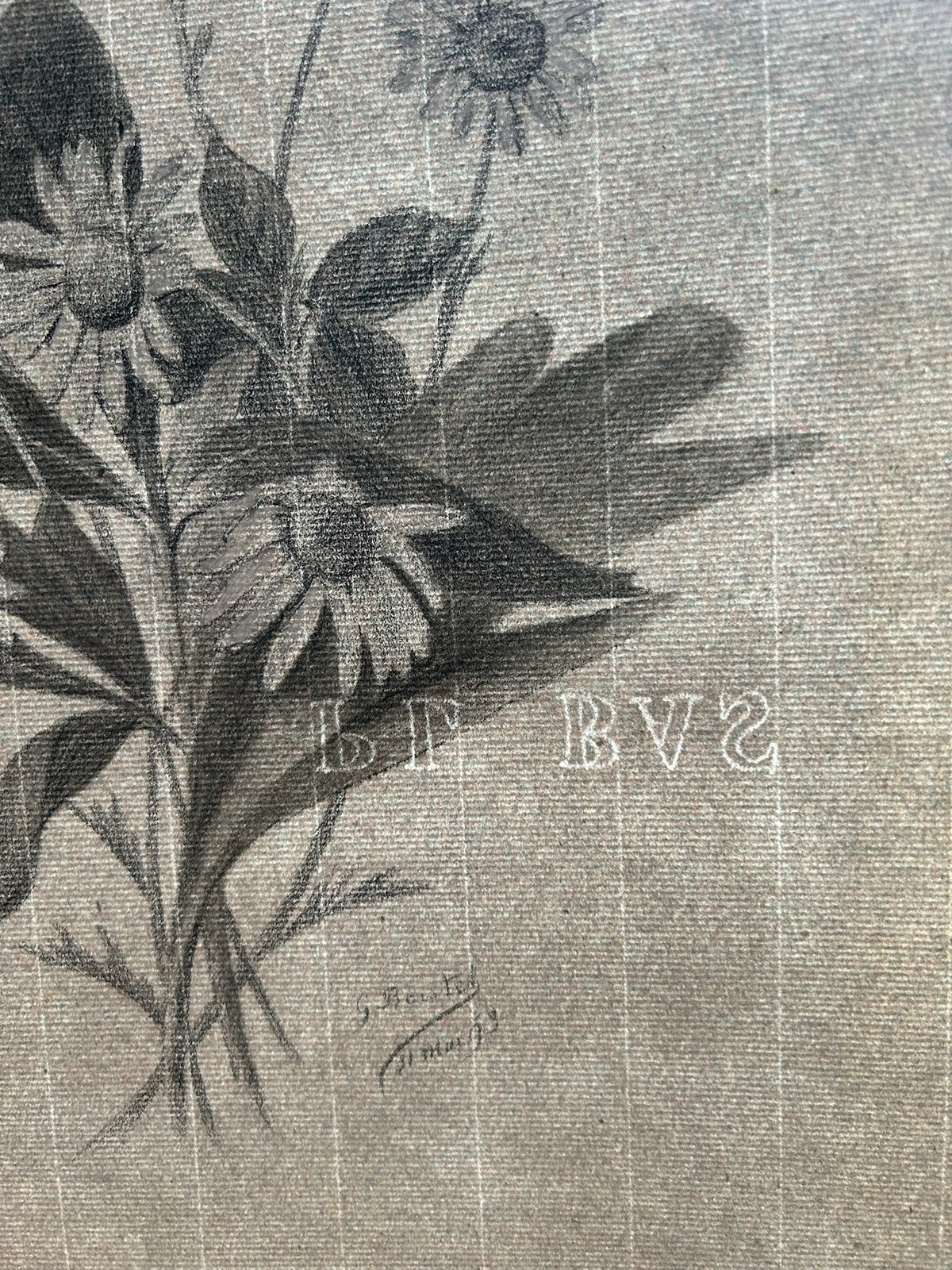 G. Boistel French Pencil Drawing Wild Flowers Daisies Dated 1893 Botanical7