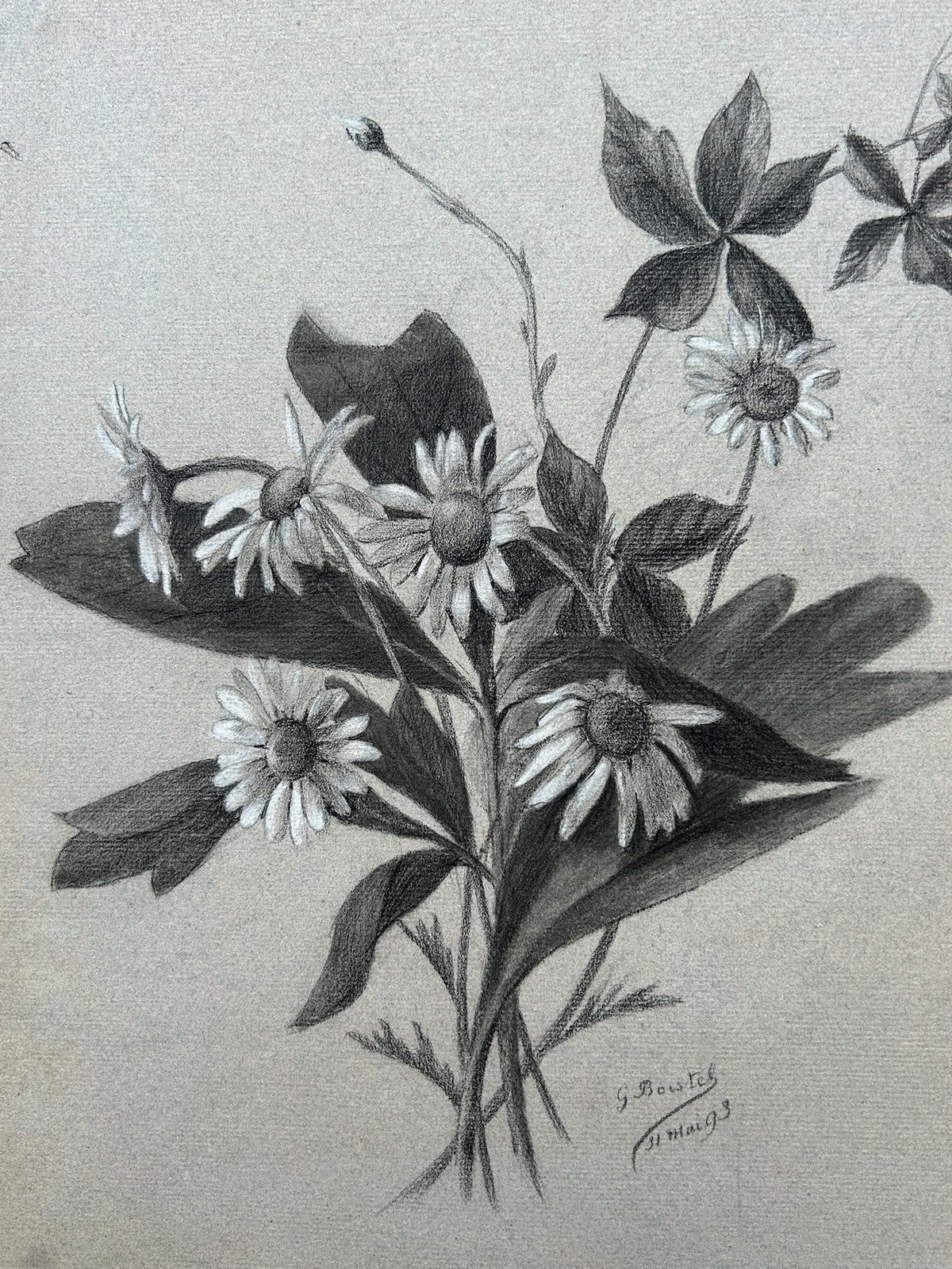 G. Boistel French Pencil Drawing Wild Flowers Daisies Dated 1893 Botanical1