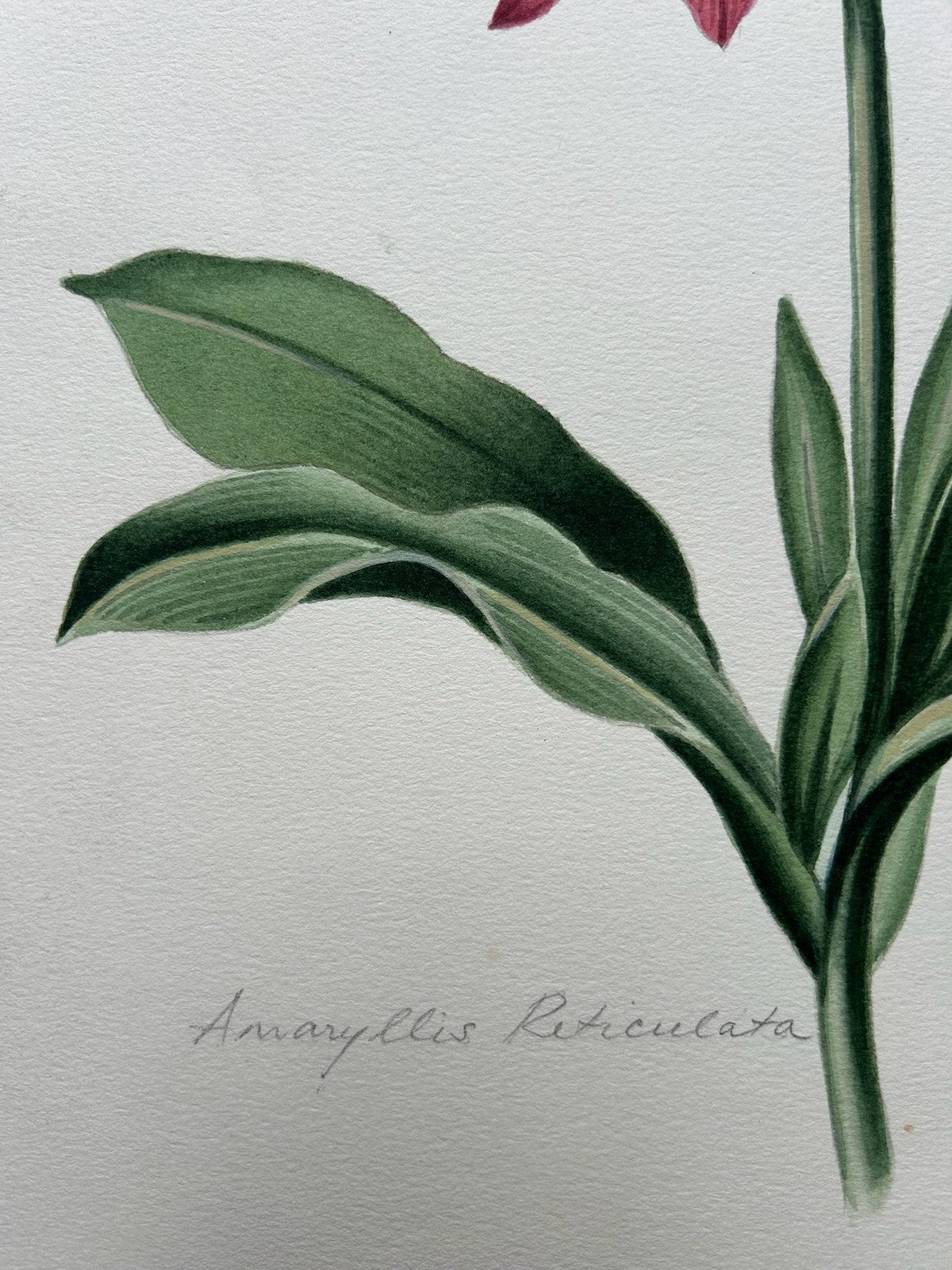 Botanical Watercolour Amaryllis Reticulata Signed Lavinia 1983 Flower Study6