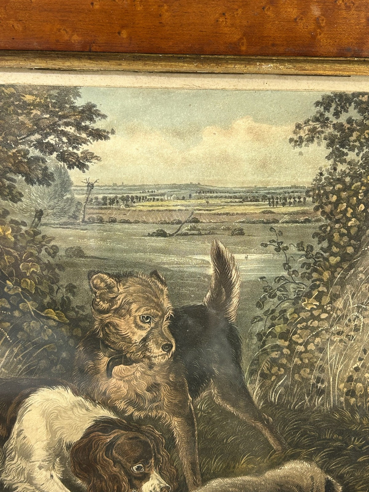 Antique Sporting Print Spaniel & Terrier With Rabbit Colour Print Maple Frame5