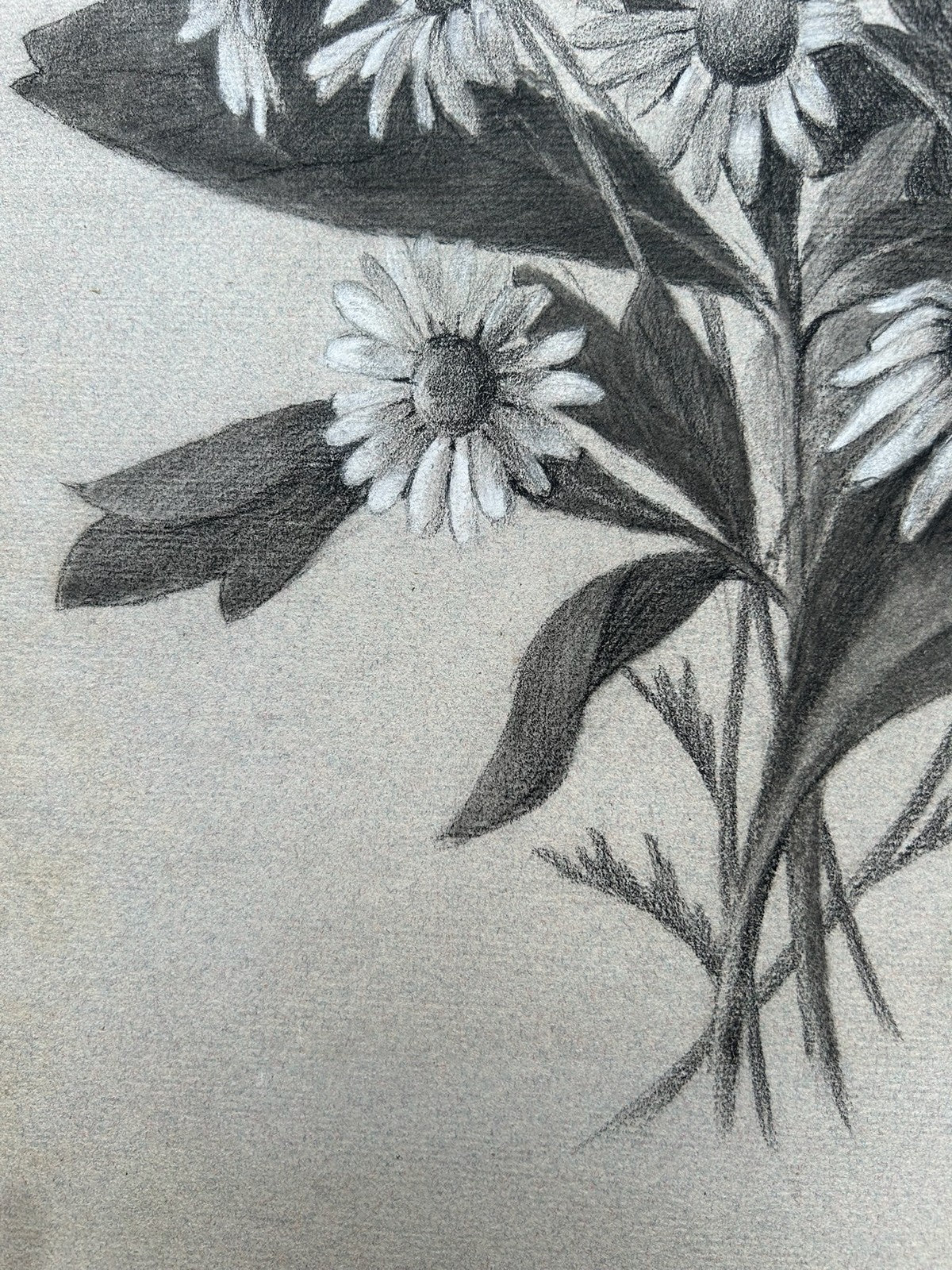 G. Boistel French Pencil Drawing Wild Flowers Daisies Dated 1893 Botanical6