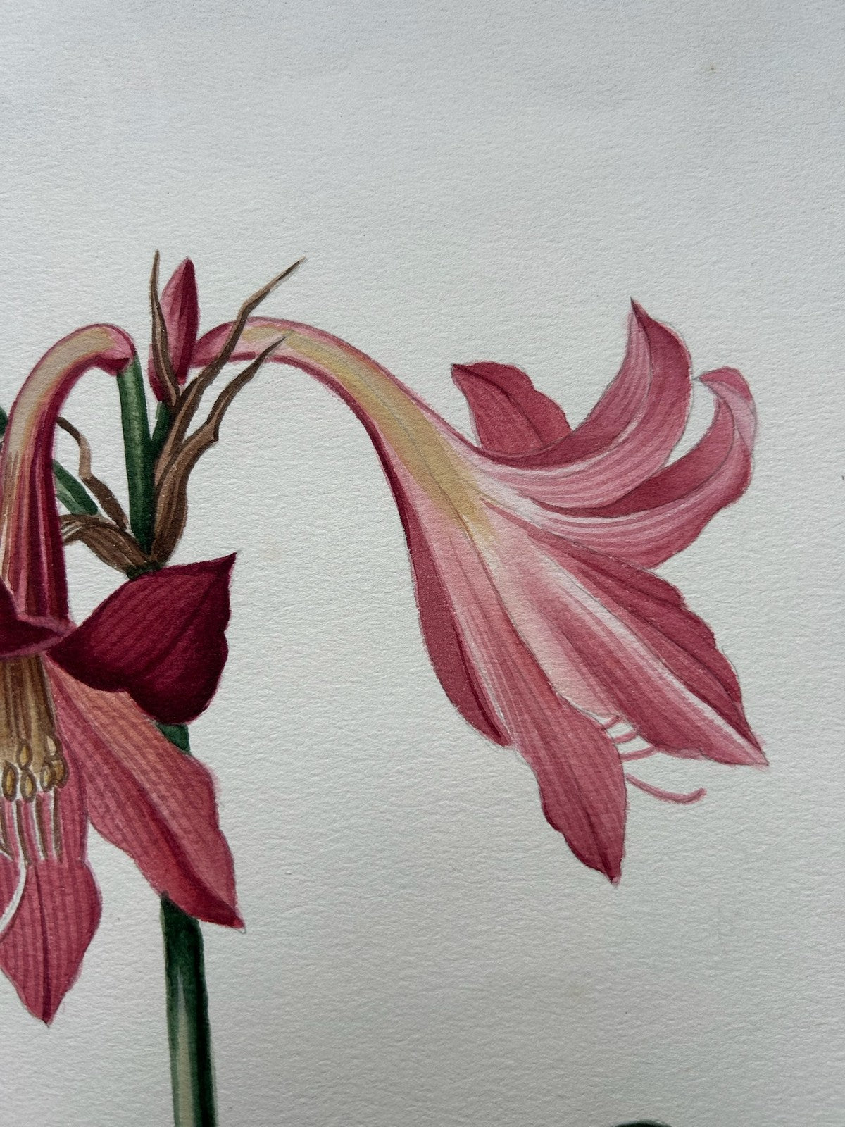Botanical Watercolour Amaryllis Reticulata Signed Lavinia 1983 Flower Study4