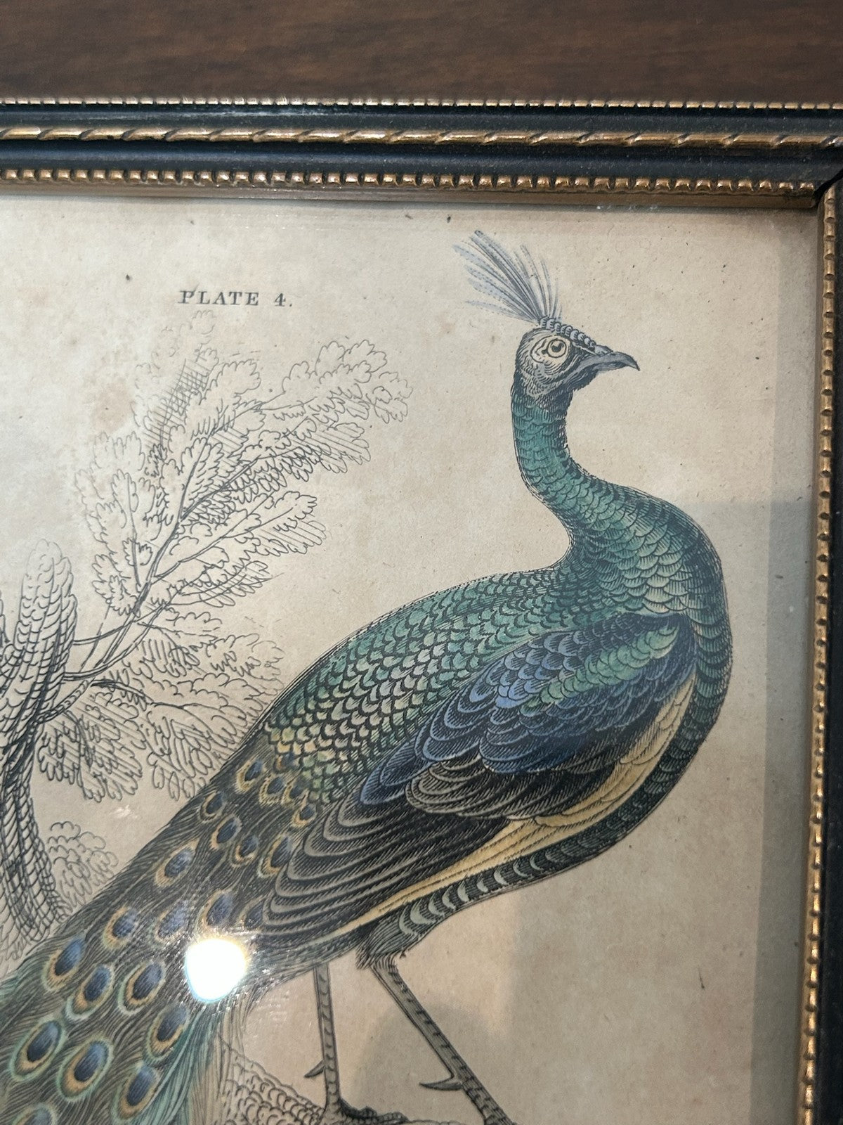 Antique Set 3 Sir William Jardine 1843 Bird Prints Peacock Naturalist Library Fr5
