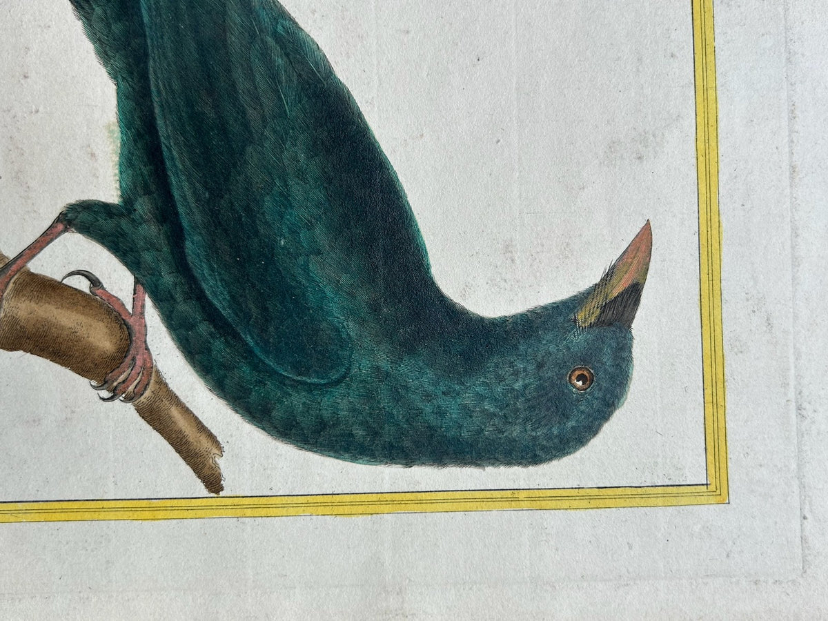 Martinet Hand Coloured Engraving Choucari des Philippines Buffon Plate 603 Bird3