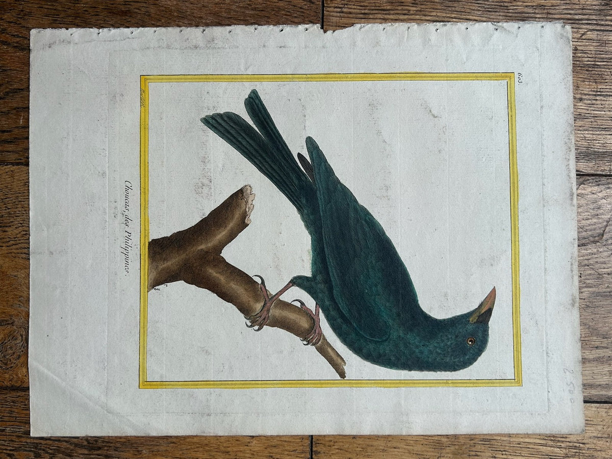 Martinet Hand Coloured Engraving Choucari des Philippines Buffon Plate 603 Bird0