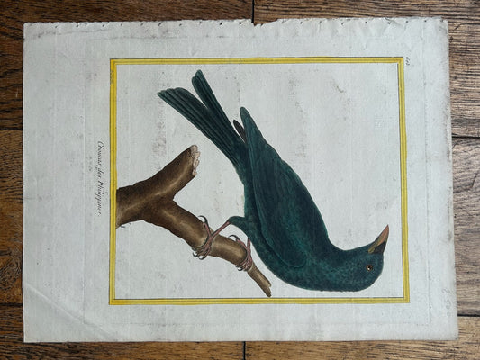 Martinet Hand Coloured Engraving Choucari des Philippines Buffon Plate 603 Bird0