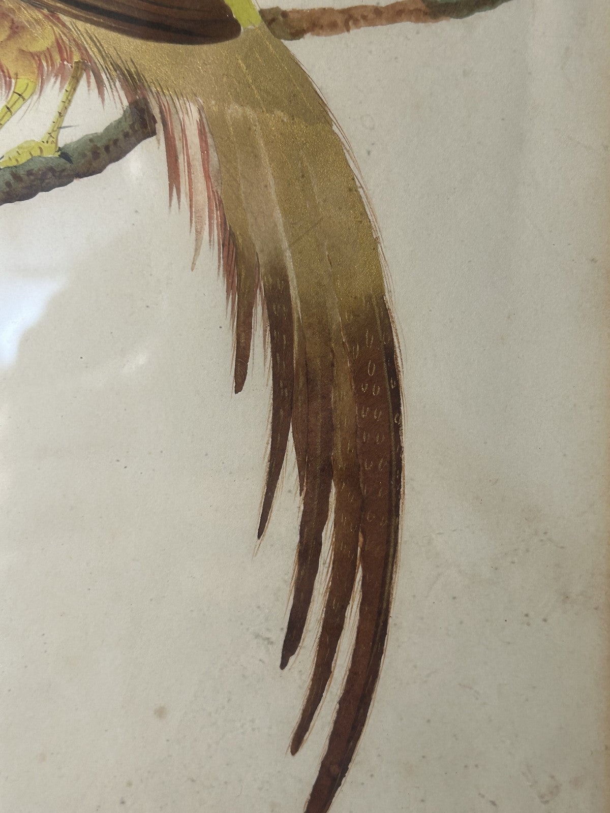 Antique Watercolour Golden Pheasant Painting in Gilt Frame c.1900