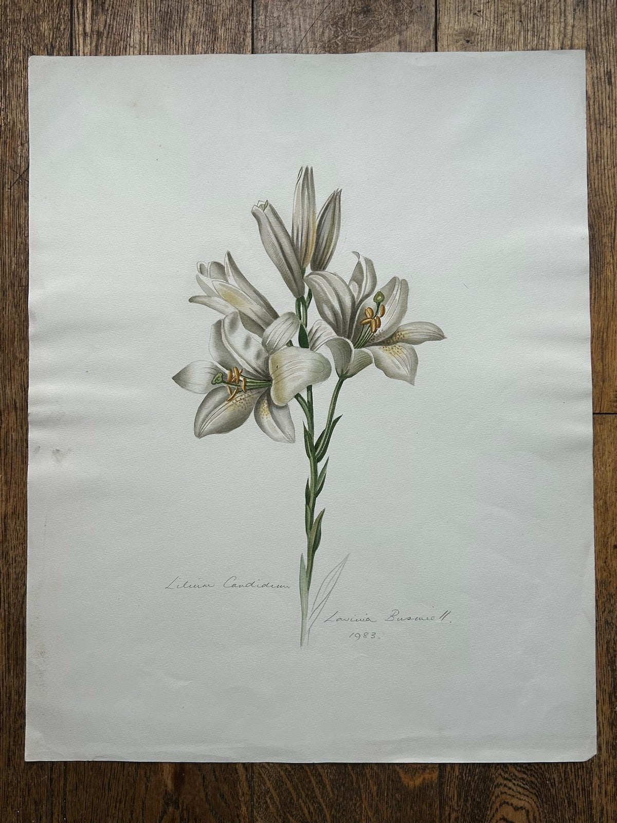 Botanical Watercolour Lilium Candidum Madonna Lily Signed Lavinia 19830