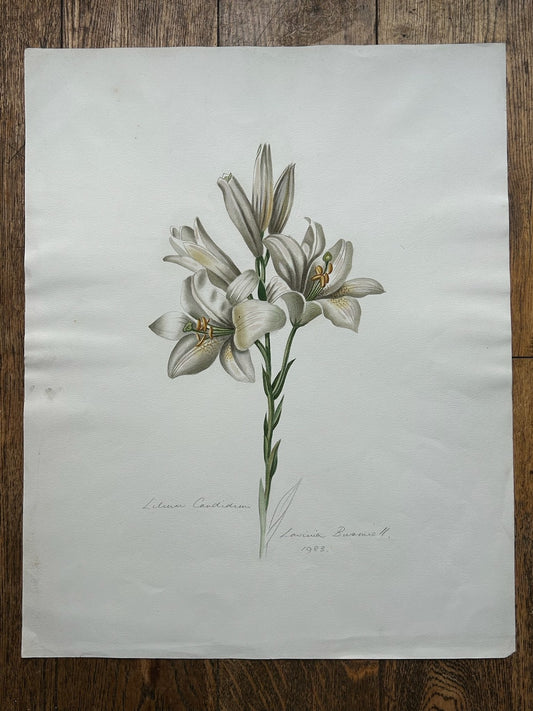 Botanical Watercolour Lilium Candidum Madonna Lily Signed Lavinia 19830