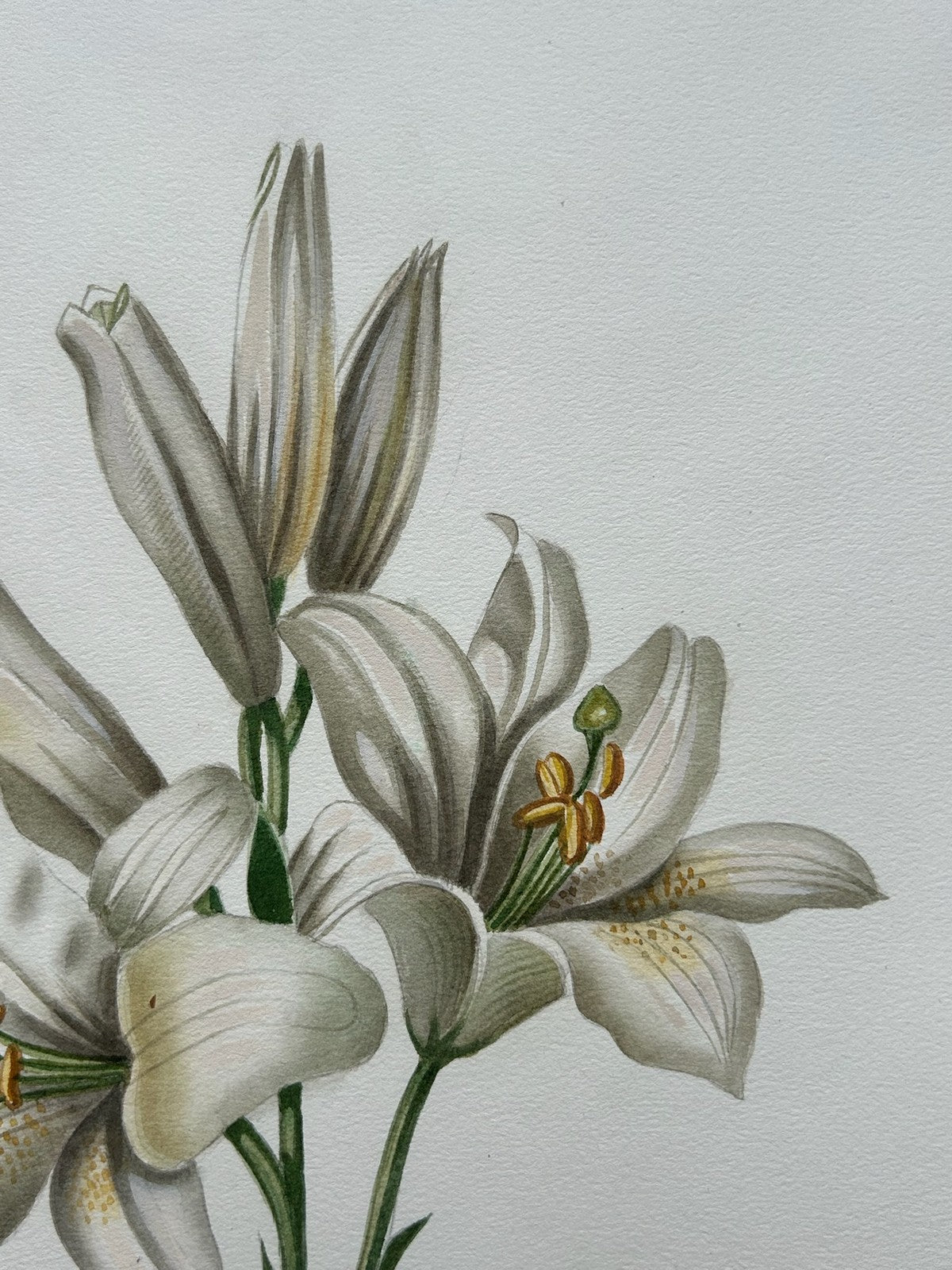 Botanical Watercolour Lilium Candidum Madonna Lily Signed Lavinia 19833
