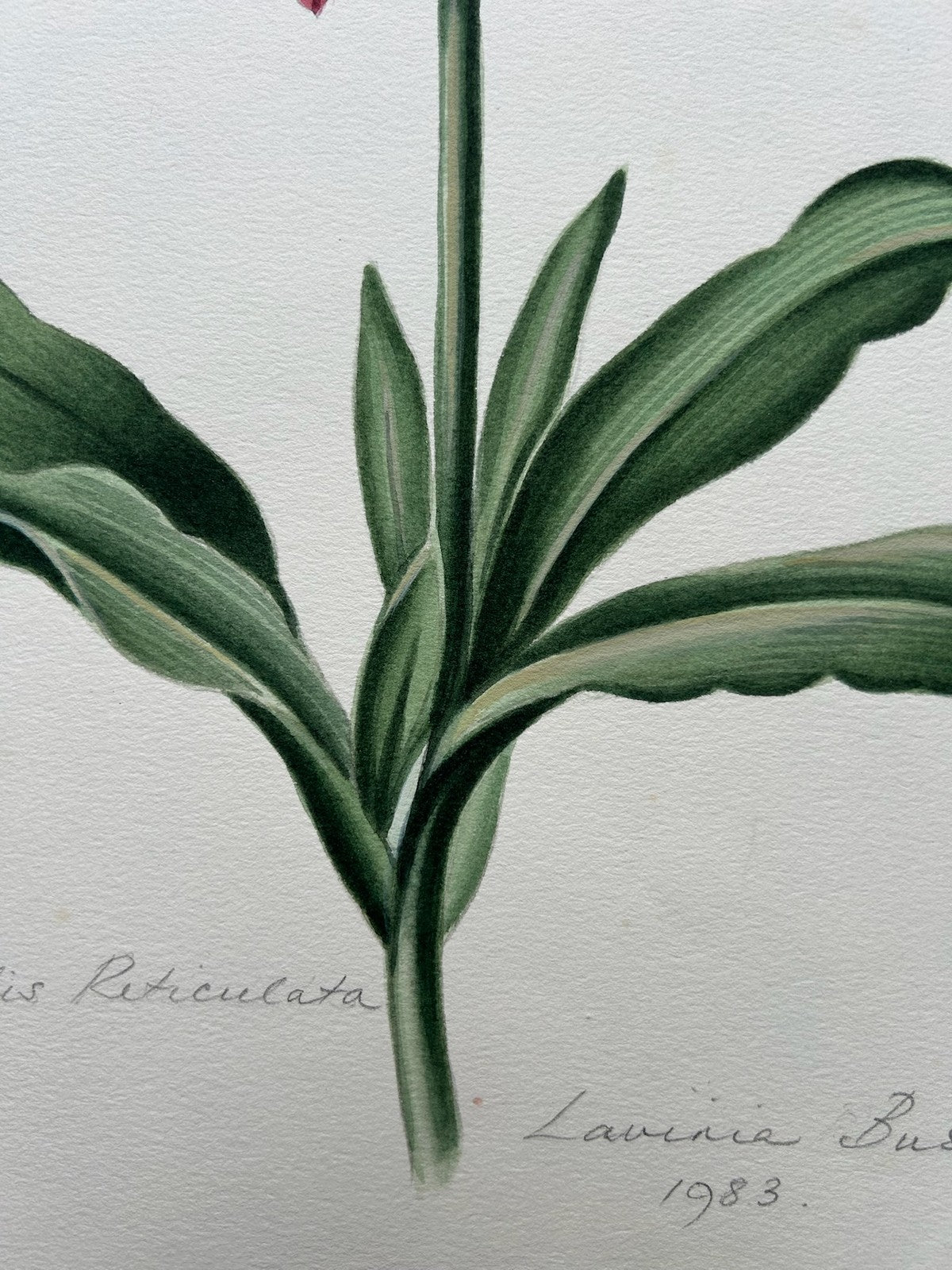 Botanical Watercolour Amaryllis Reticulata Signed Lavinia 1983 Flower Study5