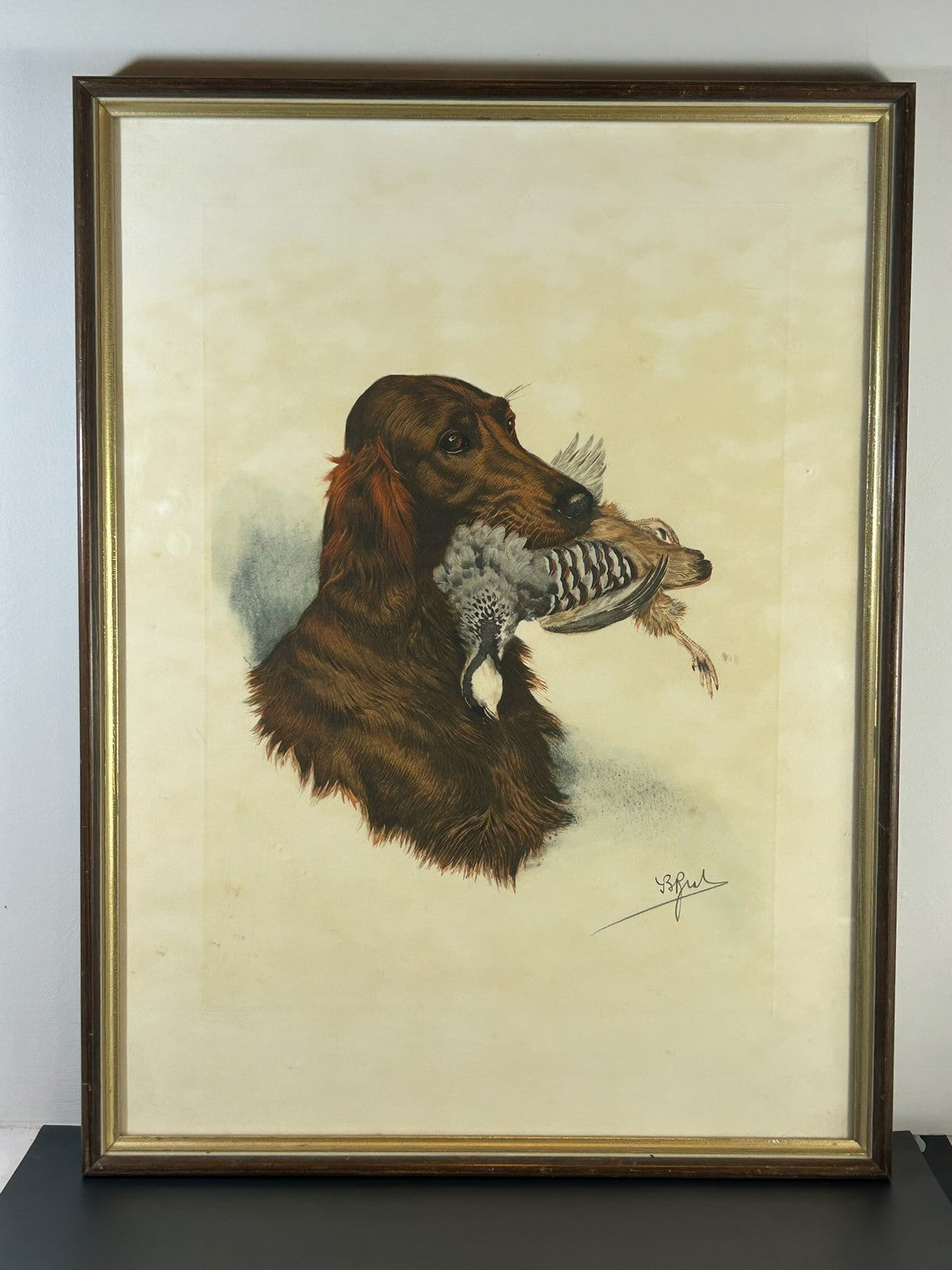 Irish Red Setter With Woodcock Signed Colour Print Gundog Sporting Framed1