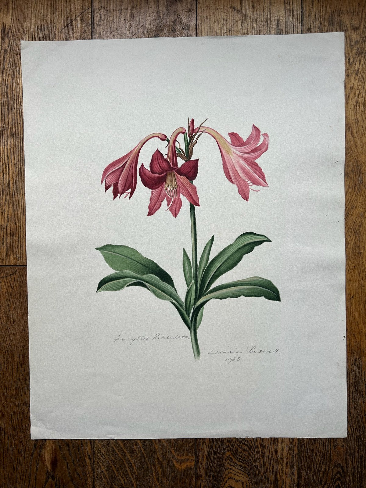 Botanical Watercolour Amaryllis Reticulata Signed Lavinia 1983 Flower Study0