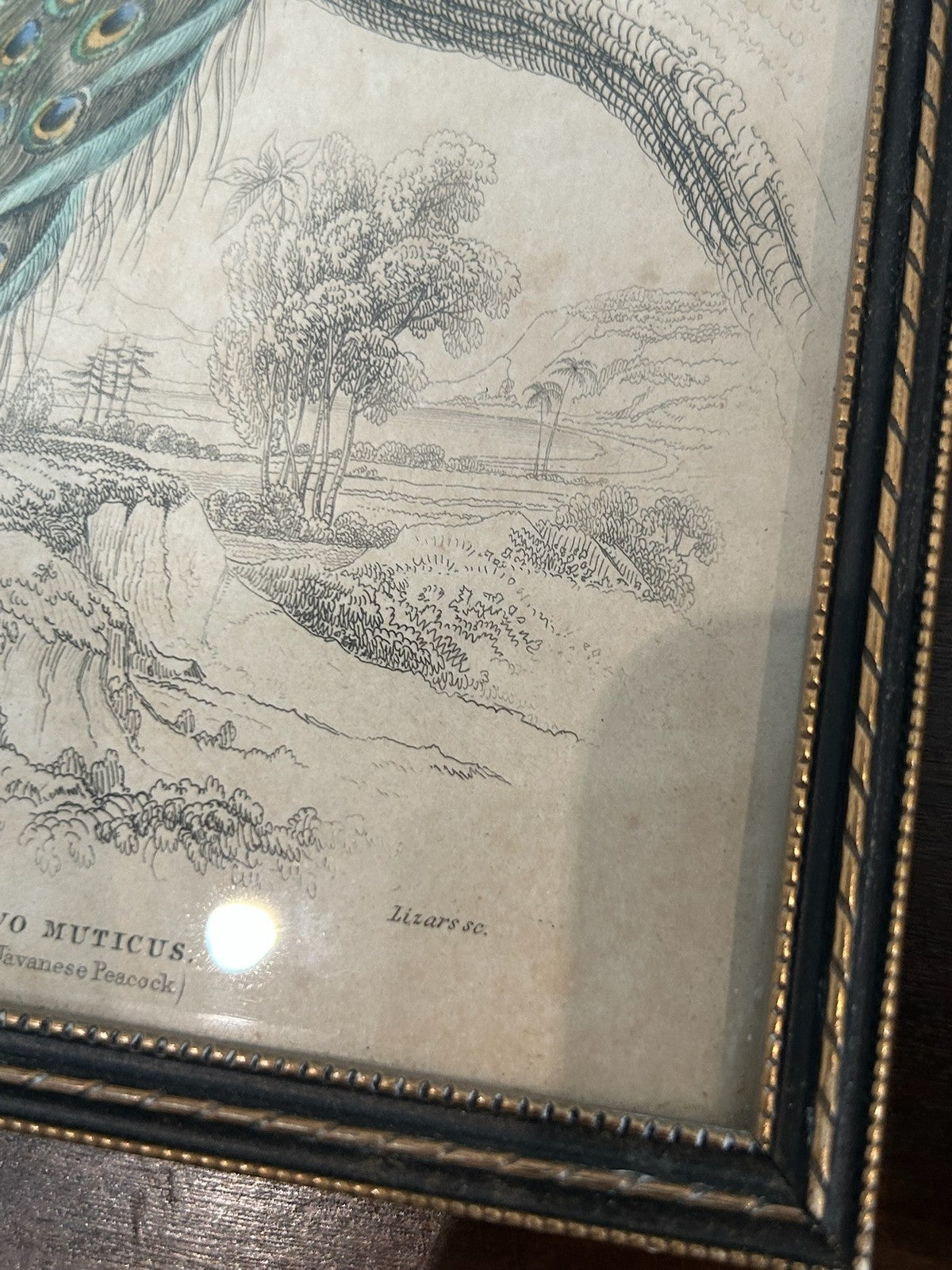 Antique Set 3 Sir William Jardine 1843 Bird Prints Peacock Naturalist Library Fr3