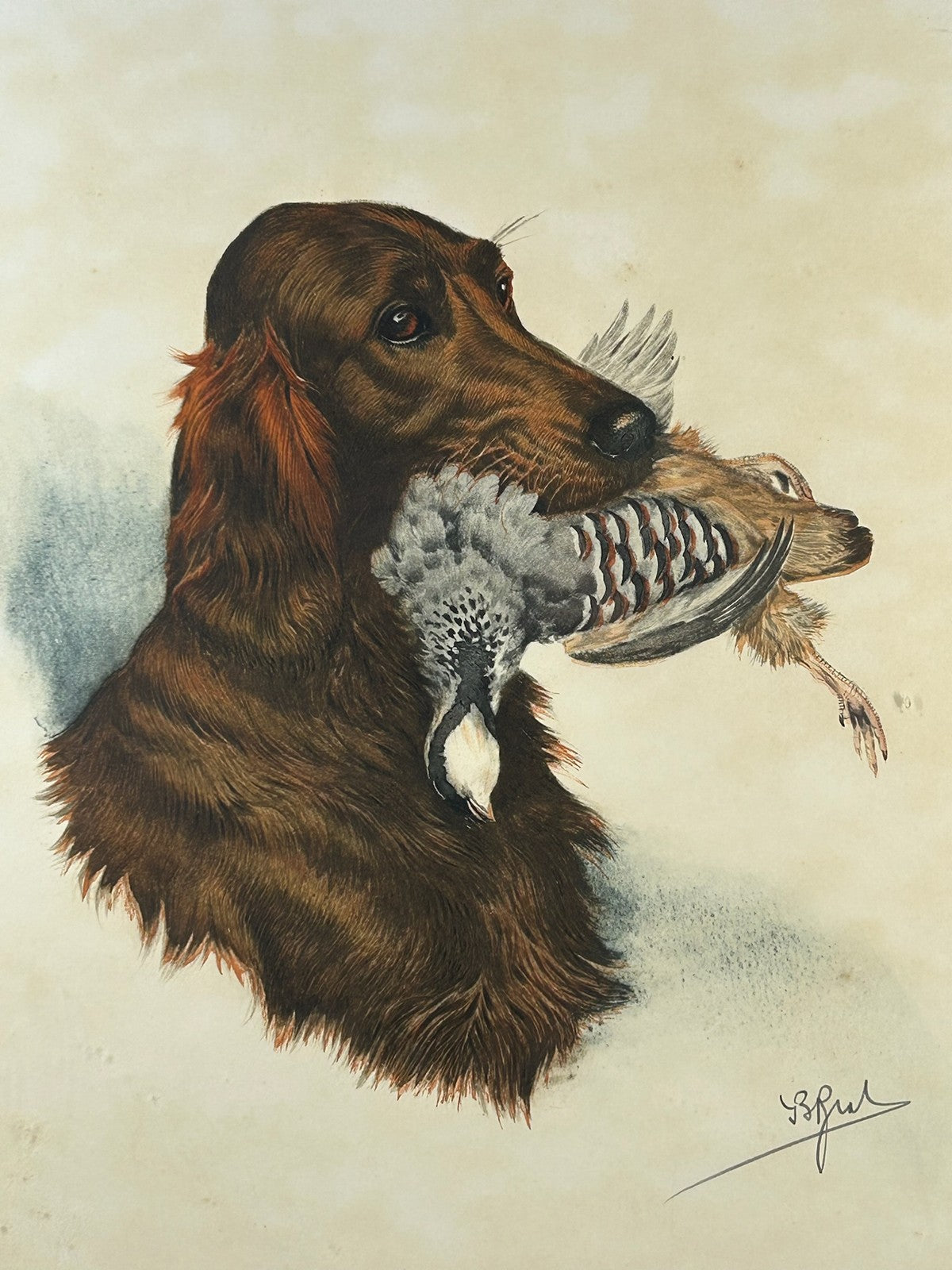 Irish Red Setter With Woodcock Signed Colour Print Gundog Sporting Framed2