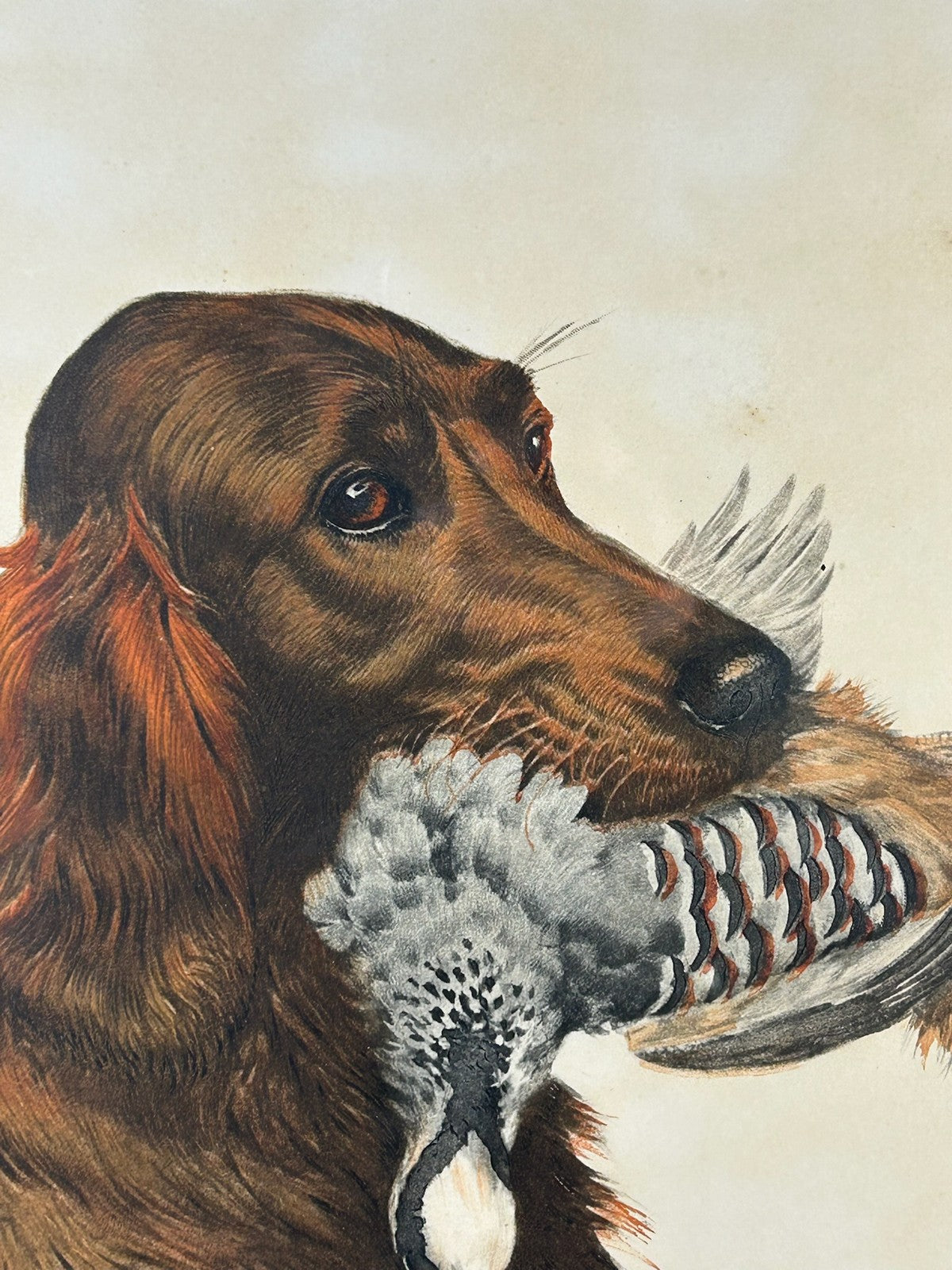 Irish Red Setter With Woodcock Signed Colour Print Gundog Sporting Framed3