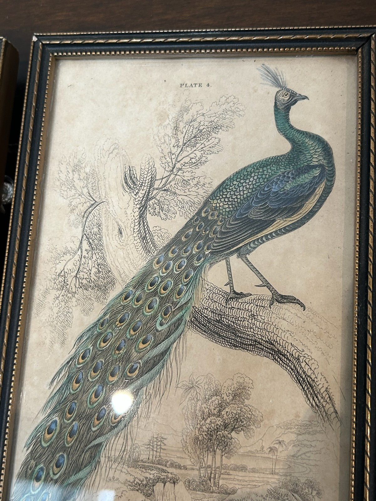 Antique Set 3 Sir William Jardine 1843 Bird Prints Peacock Naturalist Library Fr6
