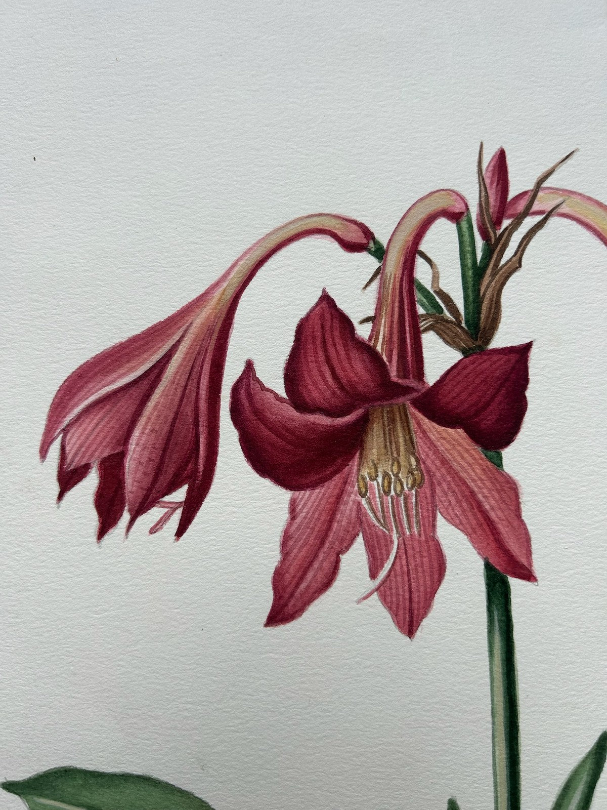 Botanical Watercolour Amaryllis Reticulata Signed Lavinia 1983 Flower Study2