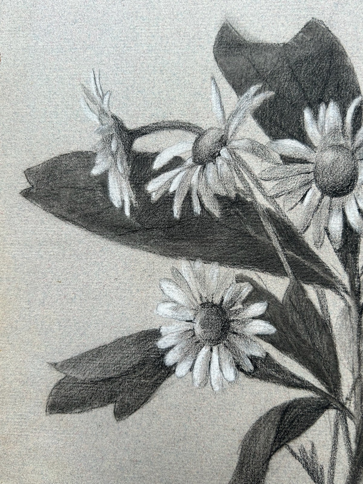 G. Boistel French Pencil Drawing Wild Flowers Daisies Dated 1893 Botanical2