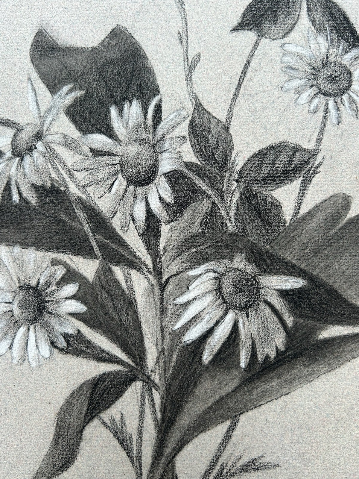 G. Boistel French Pencil Drawing Wild Flowers Daisies Dated 1893 Botanical3