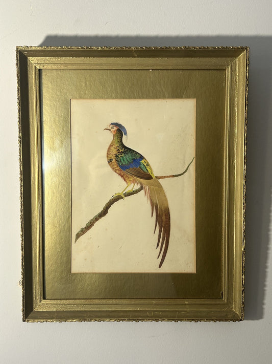 Antique Watercolour Golden Pheasant Painting in Gilt Frame c.1900