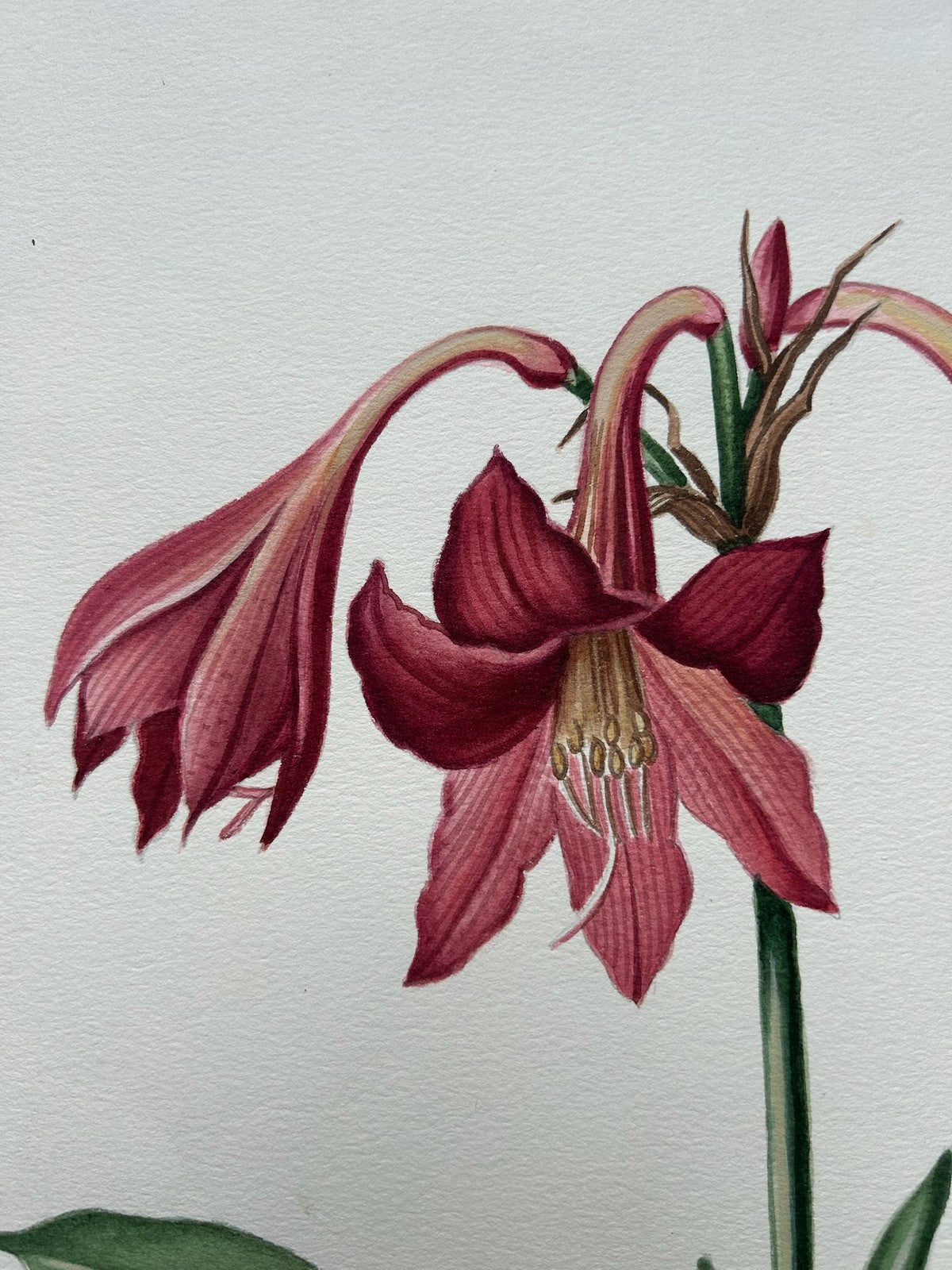 Botanical Watercolour Amaryllis Reticulata Signed Lavinia 1983 Flower Study3