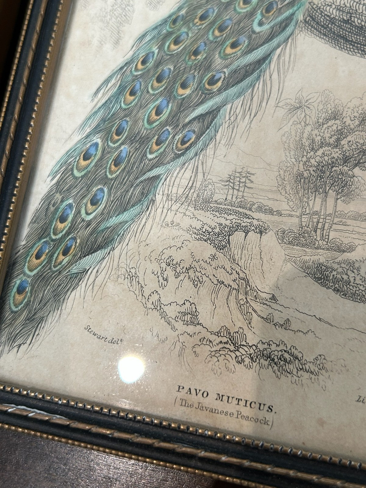 Antique Set 3 Sir William Jardine 1843 Bird Prints Peacock Naturalist Library Fr2