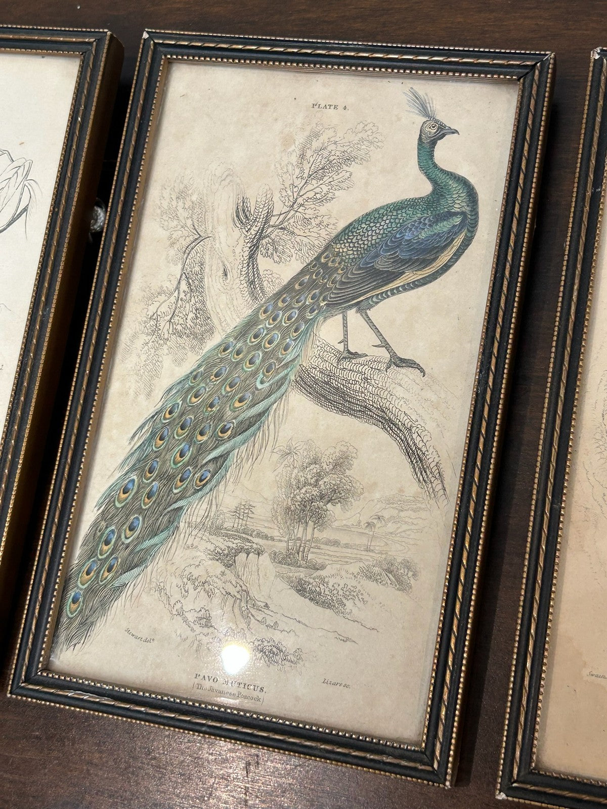 Antique Set 3 Sir William Jardine 1843 Bird Prints Peacock Naturalist Library Fr1