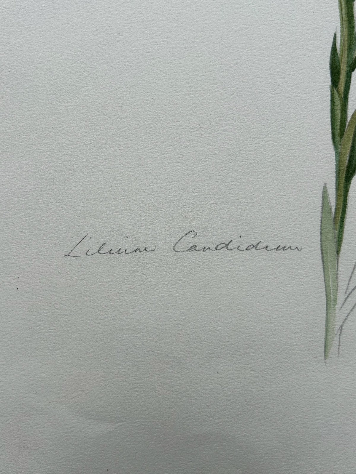 Botanical Watercolour Lilium Candidum Madonna Lily Signed Lavinia 19835