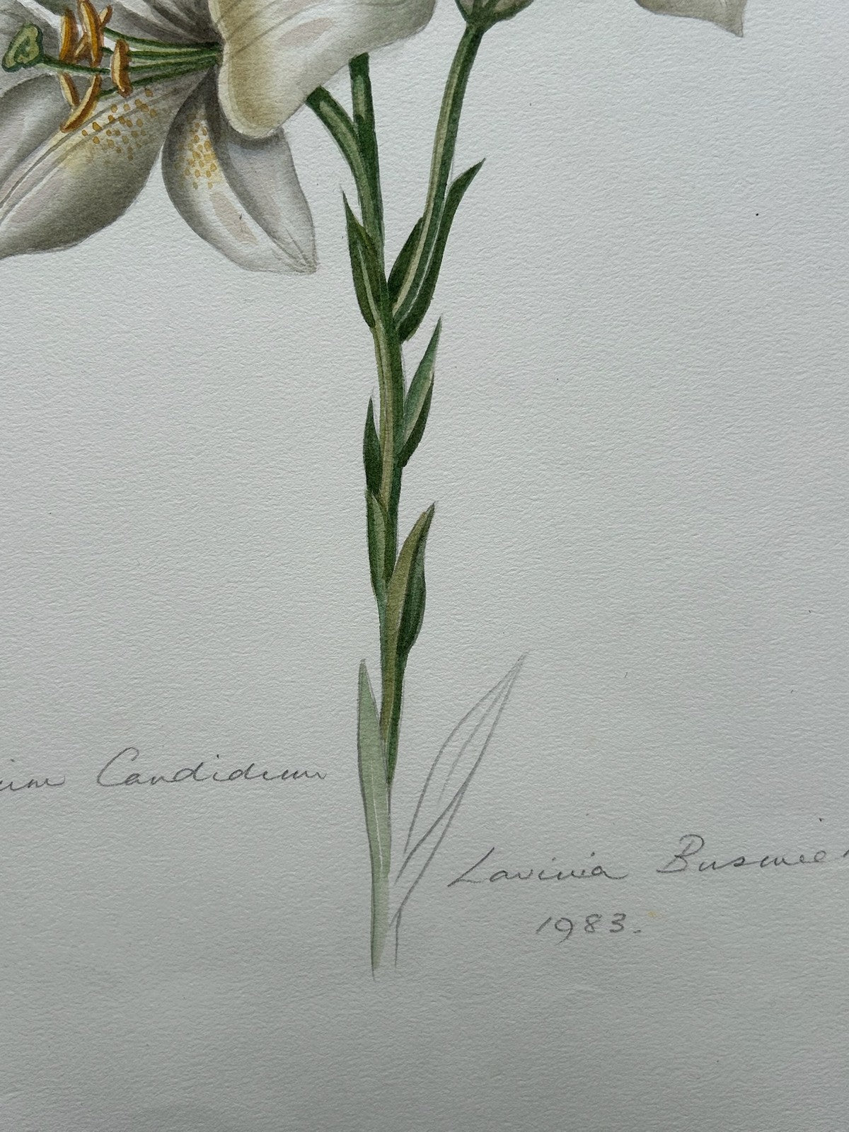 Botanical Watercolour Lilium Candidum Madonna Lily Signed Lavinia 19834