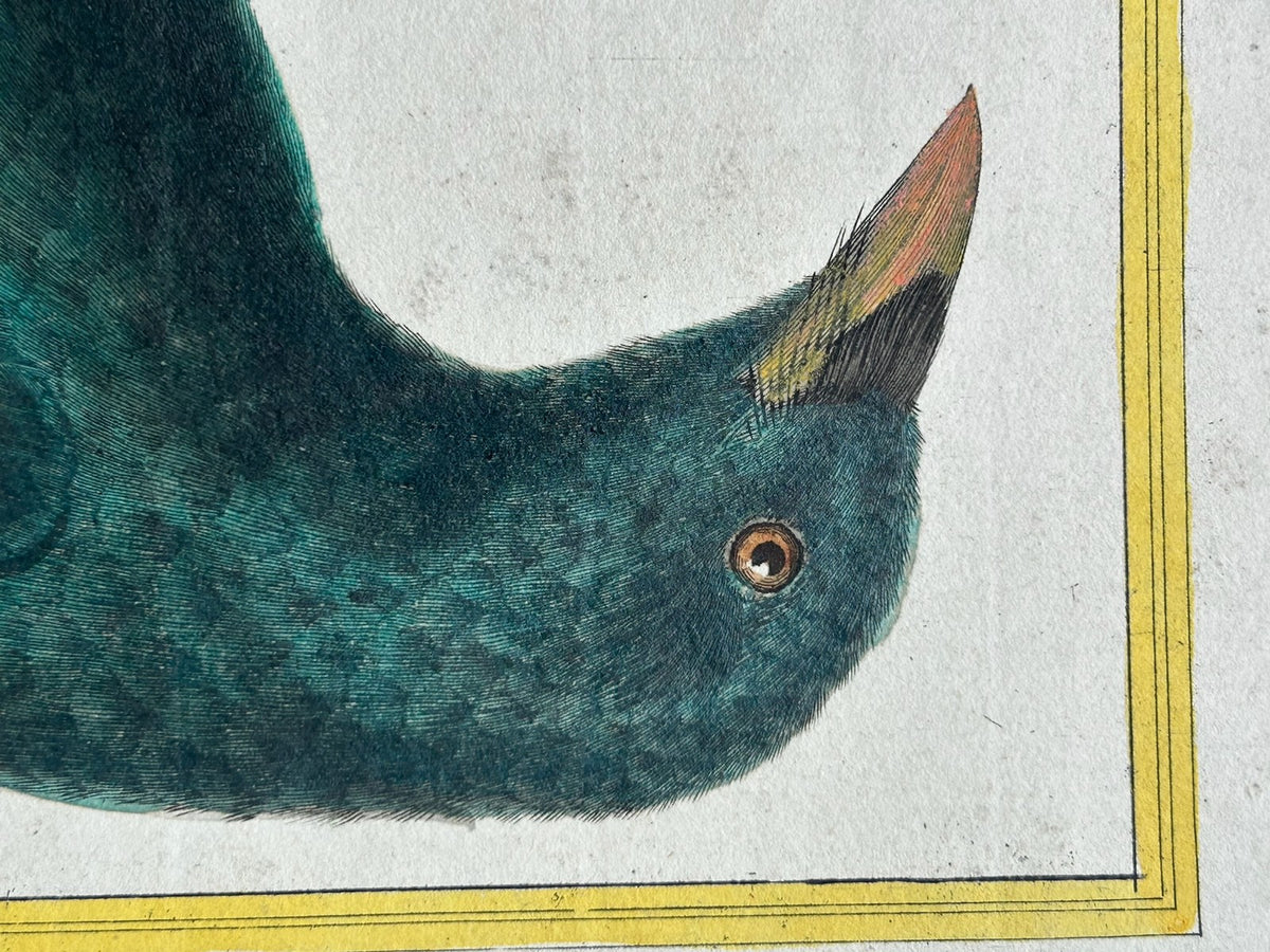 Martinet Hand Coloured Engraving Choucari des Philippines Buffon Plate 603 Bird4