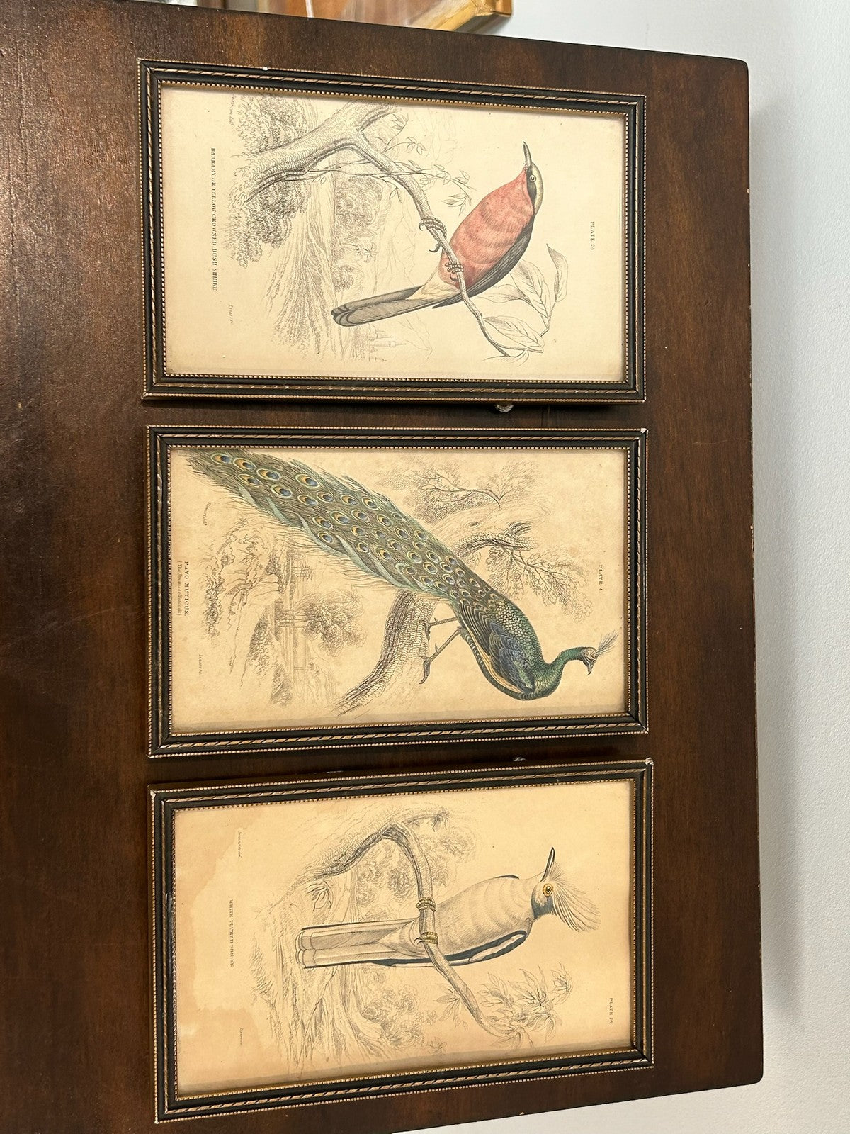 Antique Set 3 Sir William Jardine 1843 Bird Prints Peacock Naturalist Library Fr0