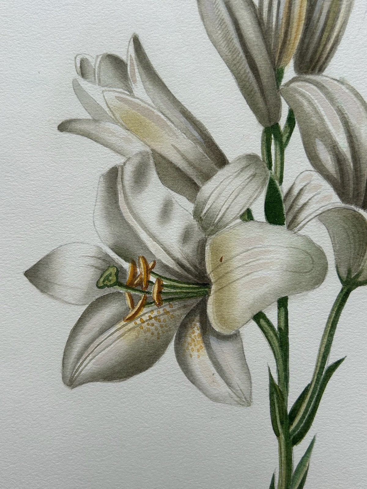 Botanical Watercolour Lilium Candidum Madonna Lily Signed Lavinia 19832