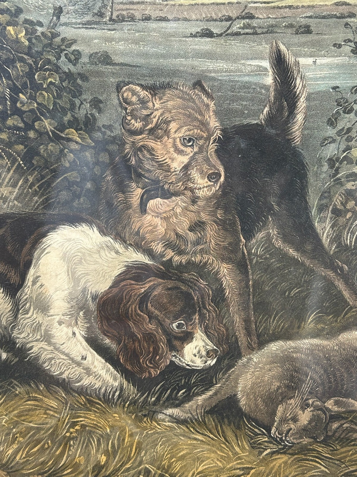 Antique Sporting Print Spaniel & Terrier With Rabbit Colour Print Maple Frame2