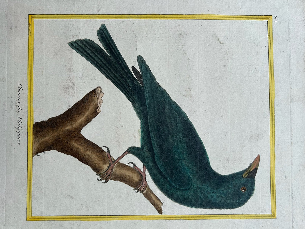 Martinet Hand Coloured Engraving Choucari des Philippines Buffon Plate 603 Bird1