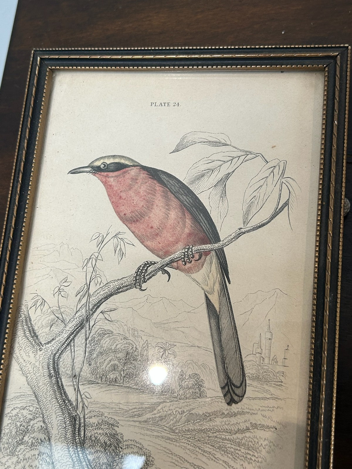 Antique Set 3 Sir William Jardine 1843 Bird Prints Peacock Naturalist Library Fr7