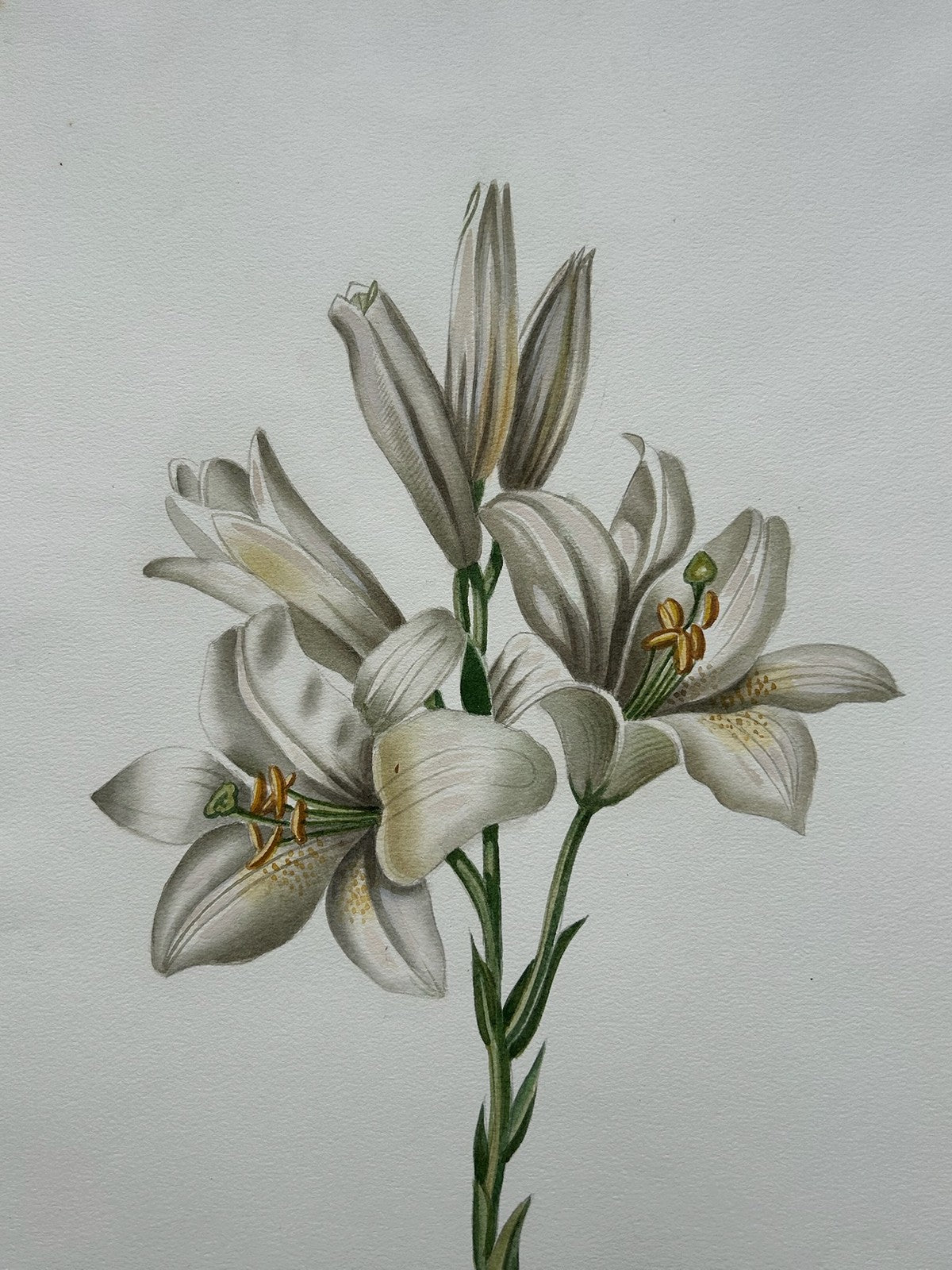 Botanical Watercolour Lilium Candidum Madonna Lily Signed Lavinia 19831