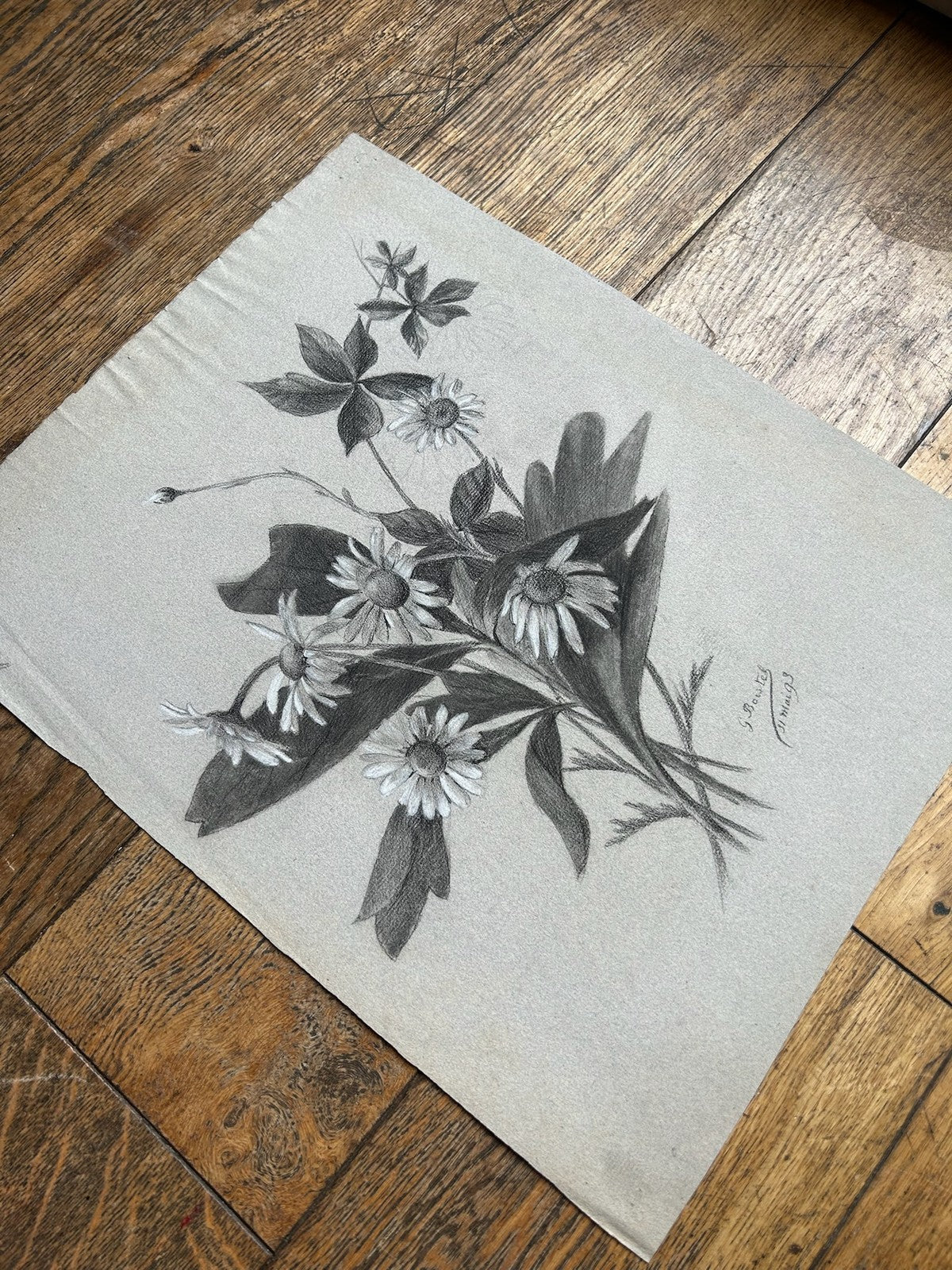 G. Boistel French Pencil Drawing Wild Flowers Daisies Dated 1893 Botanical8