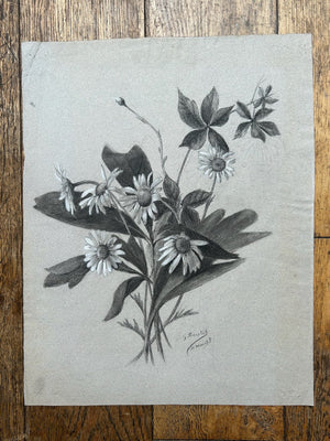 G. Boistel French Pencil Drawing Wild Flowers Daisies Dated 1893 Botanical