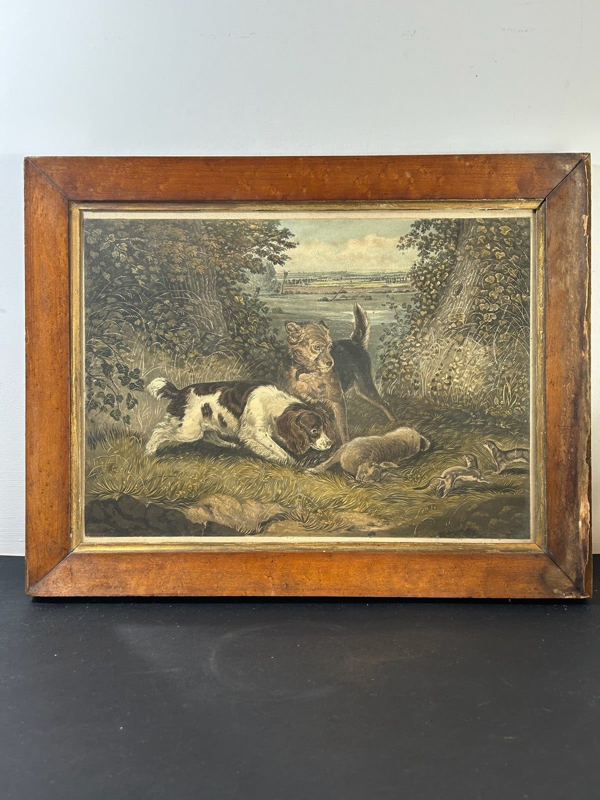 Antique Sporting Print Spaniel & Terrier With Rabbit Colour Print Maple Frame1
