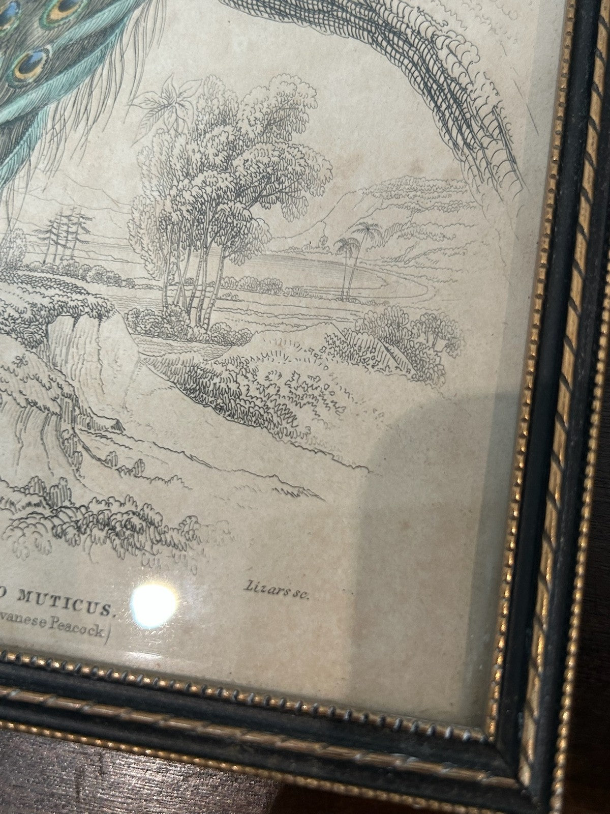 Antique Set 3 Sir William Jardine 1843 Bird Prints Peacock Naturalist Library Fr4