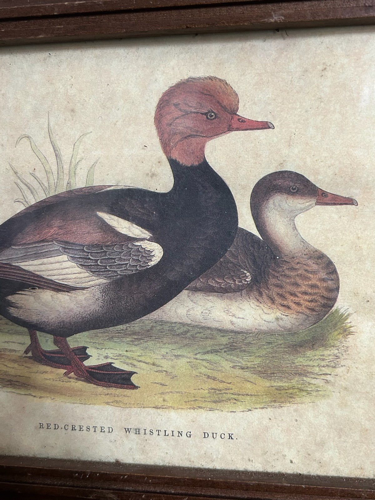 Vintage Italian Handmade Wooden Wall Cabinet Red Crested Whistling Duck Print3