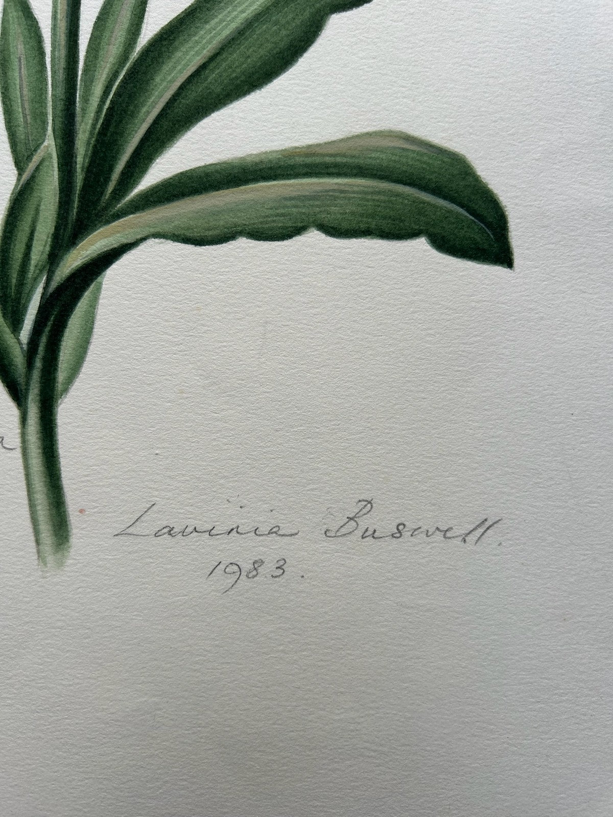 Botanical Watercolour Amaryllis Reticulata Signed Lavinia 1983 Flower Study7