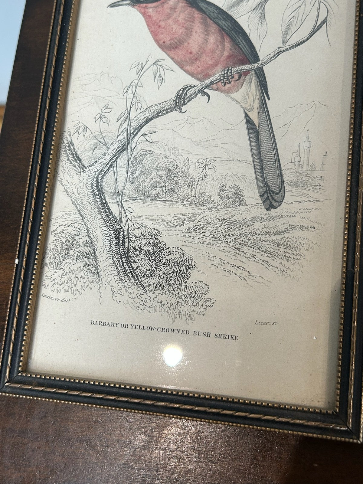 Antique Set 3 Sir William Jardine 1843 Bird Prints Peacock Naturalist Library Fr8
